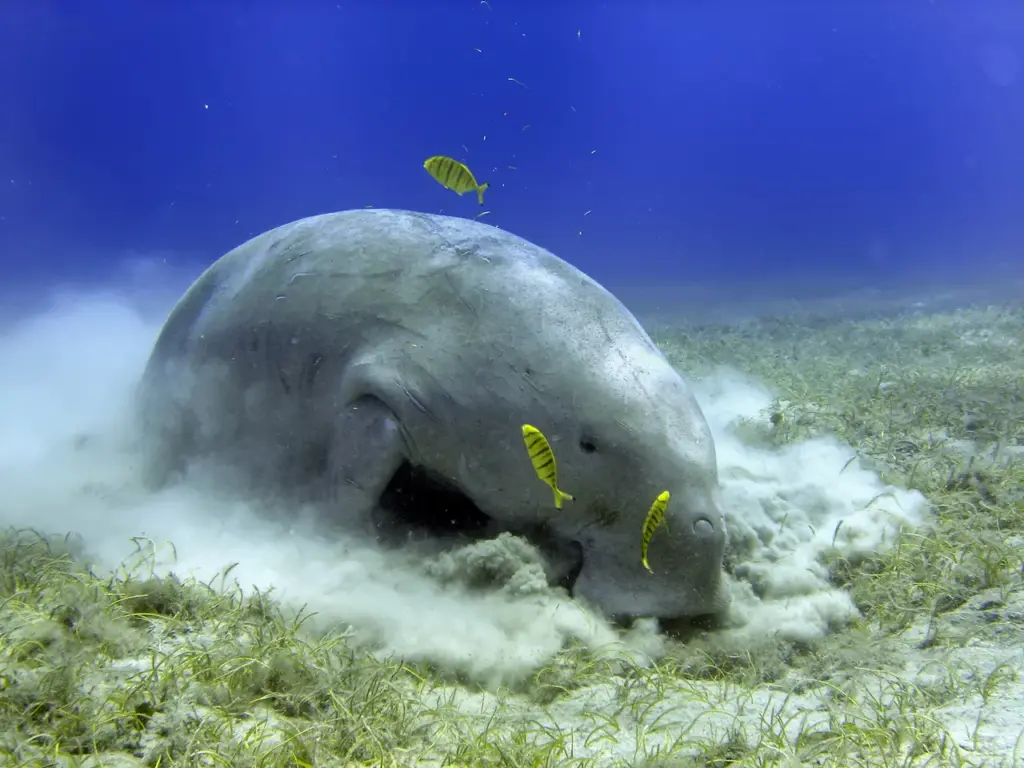 Dugong Underwater What Eats A Dugong