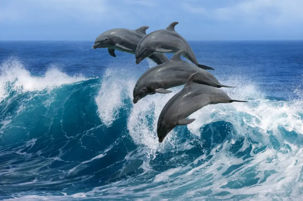 What Eats Dolphins Dolphins Jumping On The Water