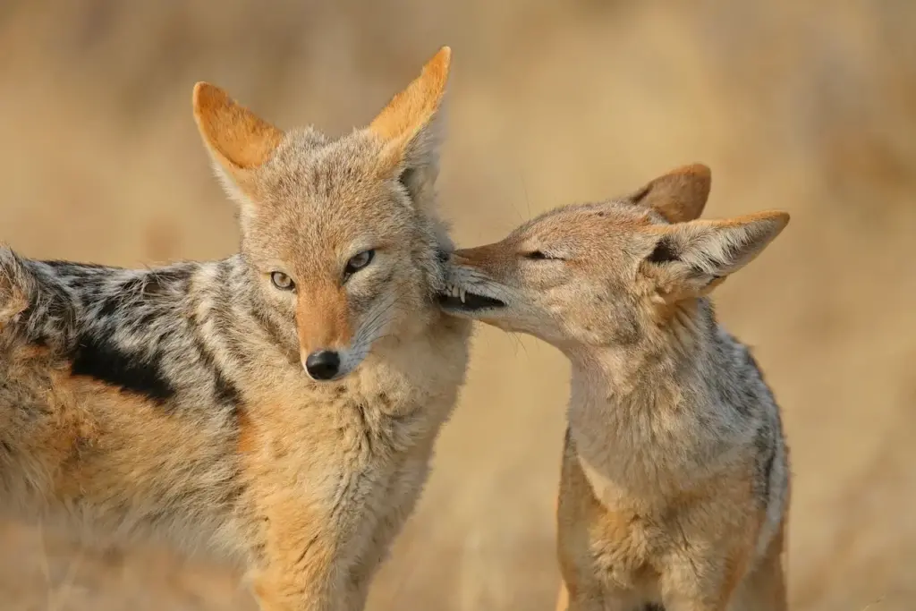 Two Black Backed Jackals Grooming What Eats Jackals