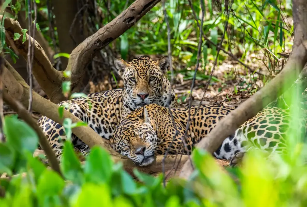 Jaguars In The Bushes What Eats Jaguars