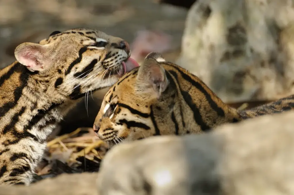 What Eats Ocelots? Two Young Ocelots Grooming