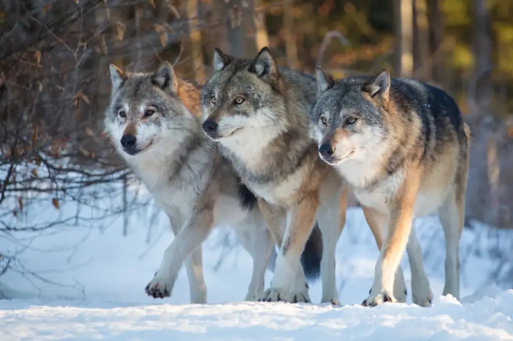 Three Wolves Standing On The Snow What Eats Wolves