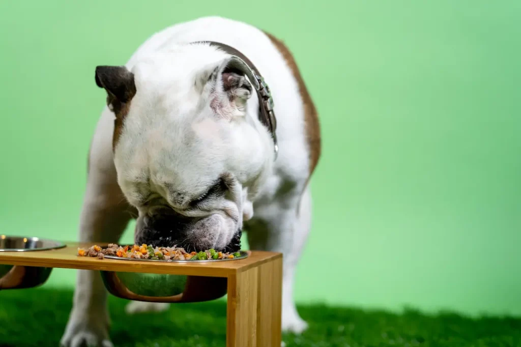 Dog Food Considerations for All Breeds