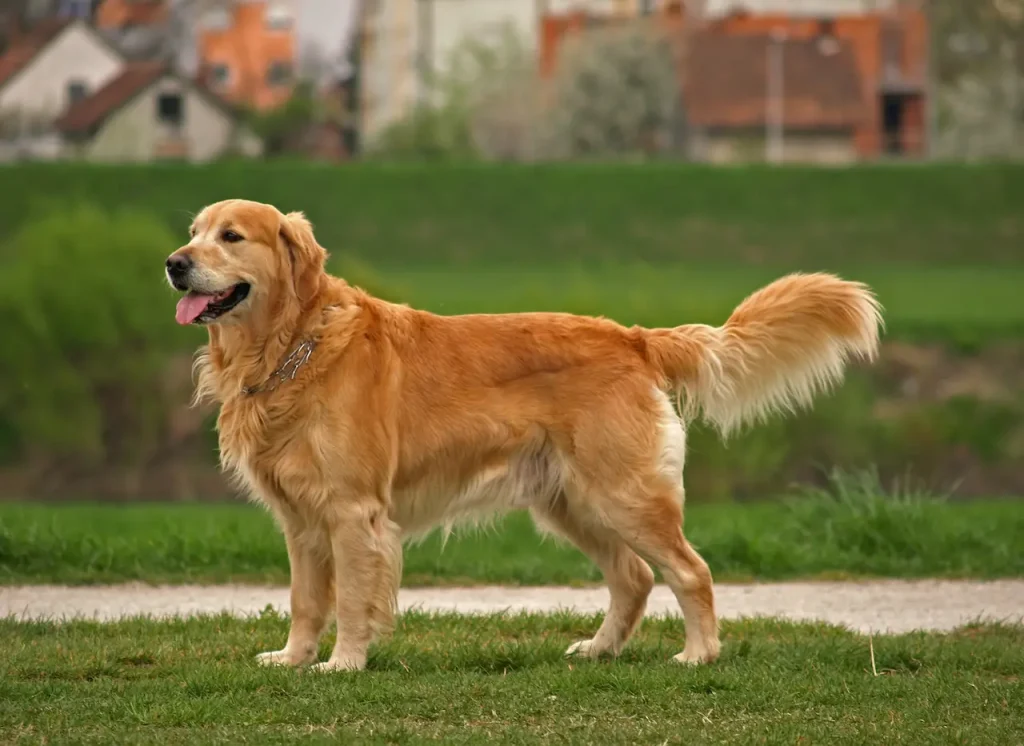 What Do Golden Retrievers Eat