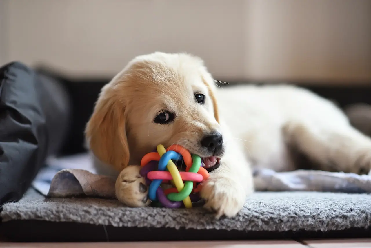 What Does A Golden Retriever Puppy Eat