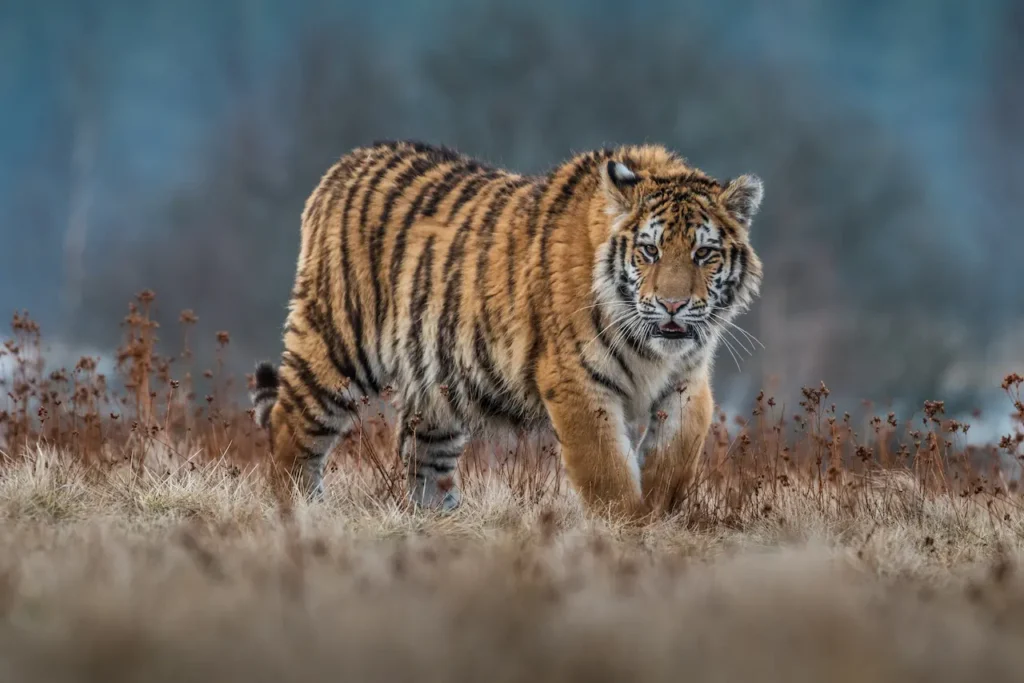 What Eats A Siberian Tiger