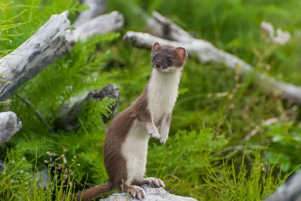 What Eats Weasels