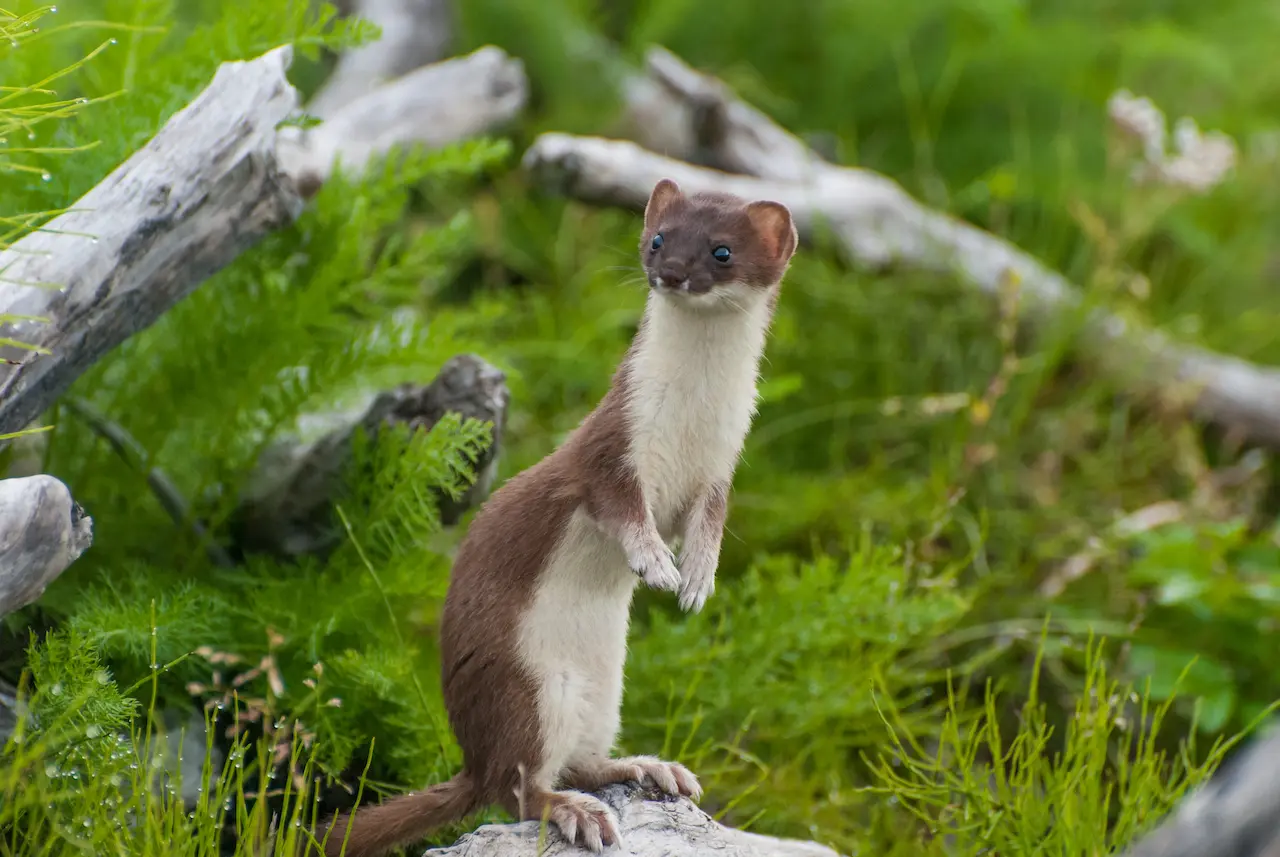 What Eats Weasels
