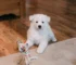 Choose the Right Pup for Your Lifestyle