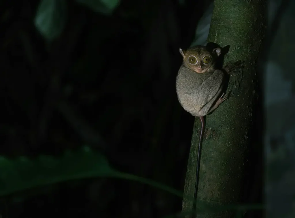 The Evolution of Nocturnal Animals