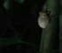 The Evolution of Nocturnal Animals