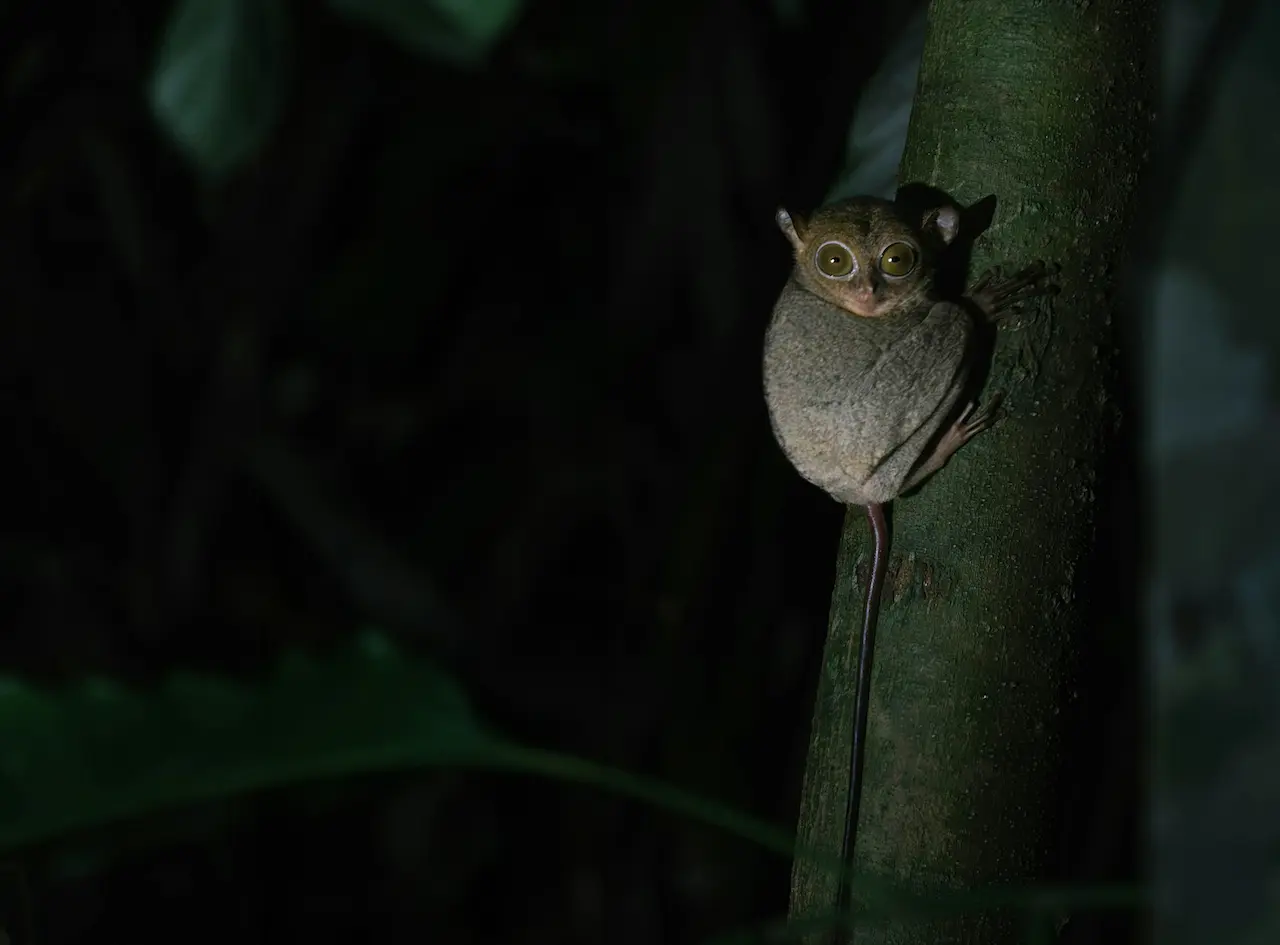 The Evolution of Nocturnal Animals